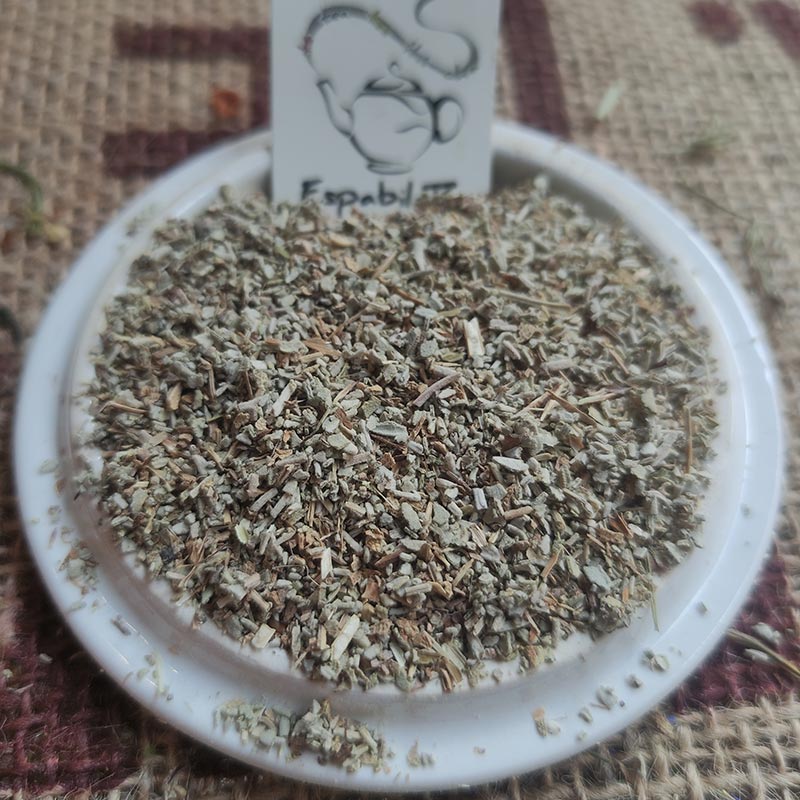 Salvia