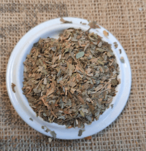 Ginkgo biloba